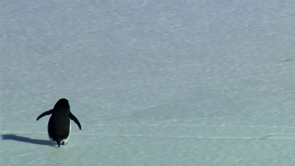 Nihilist Penguin