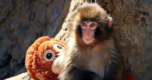 Punch Monkey