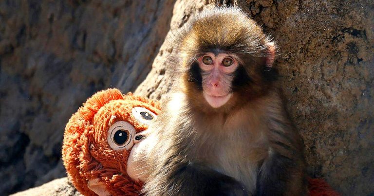 Punch Monkey